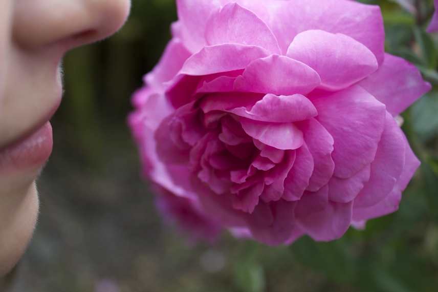 Rosiers parfum des roses