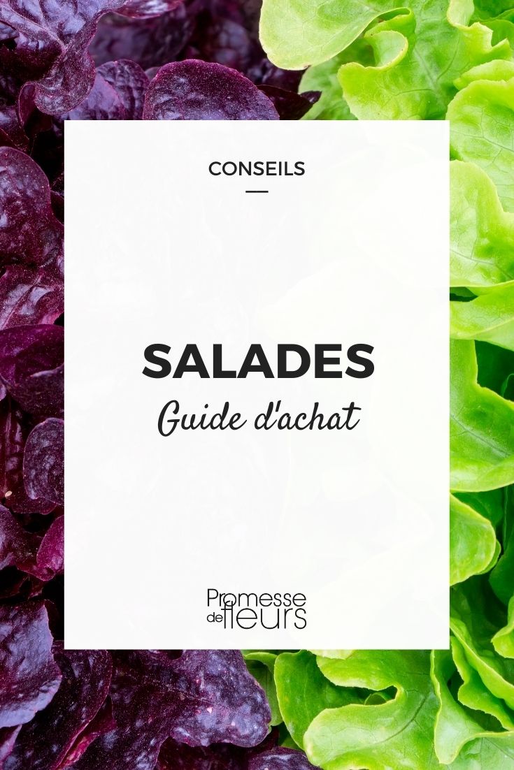 salades choisir