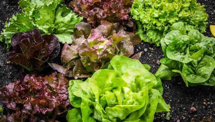 La salade : guide d'achat