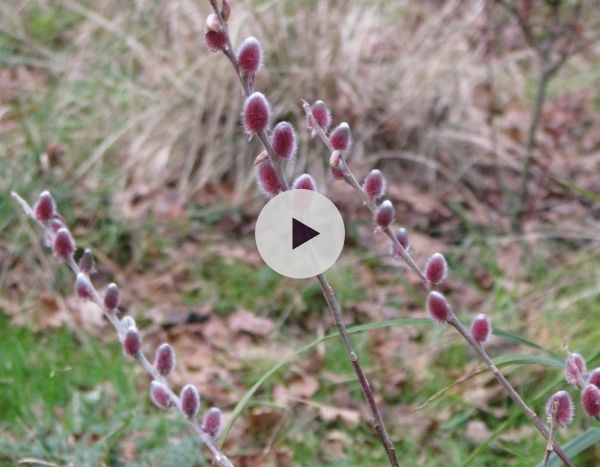 Saule, Salix : planter, tailler et entretenir - Blog Promesse de