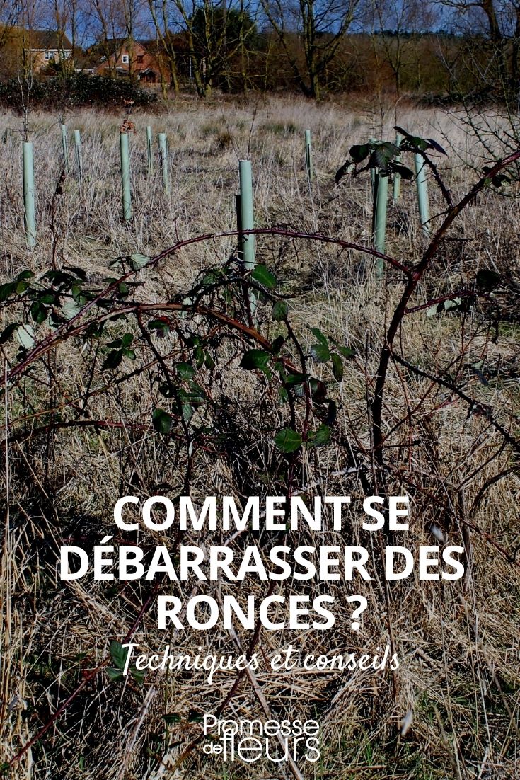 éliminer les ronces naturellement