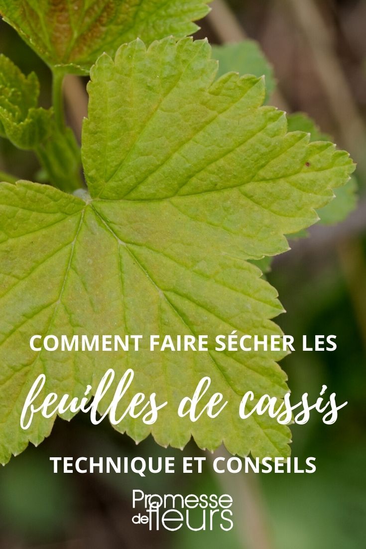 Comment faire sécher les feuilles de framboisier ? - Promesse de Fleurs