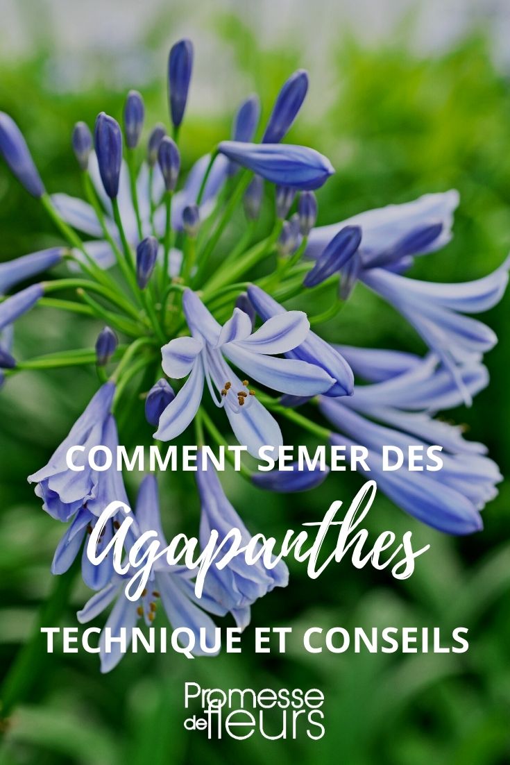 semer des agapanthes tutoriel