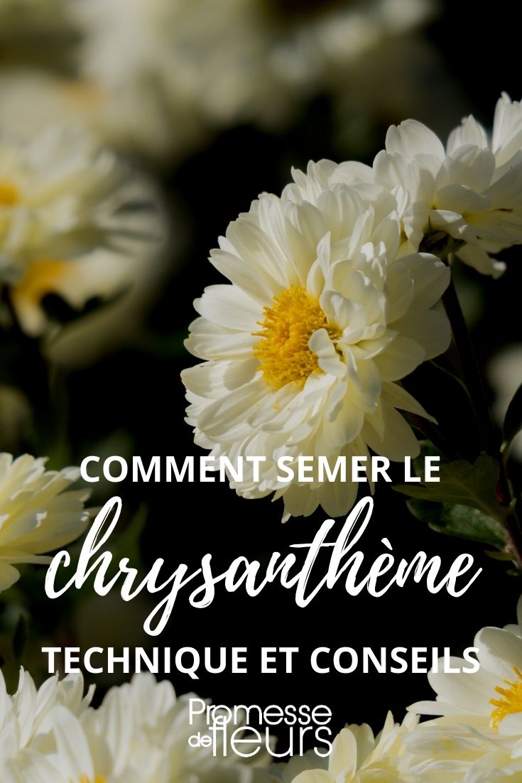 semis de chrysantheme - tutoriel illustré