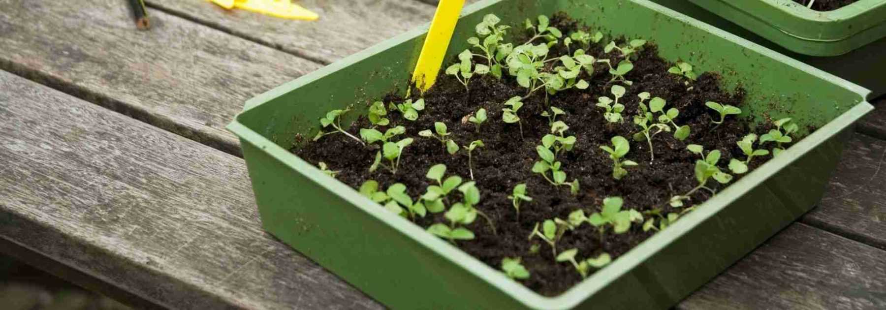 Le semis en terrine - Promesse de Fleurs