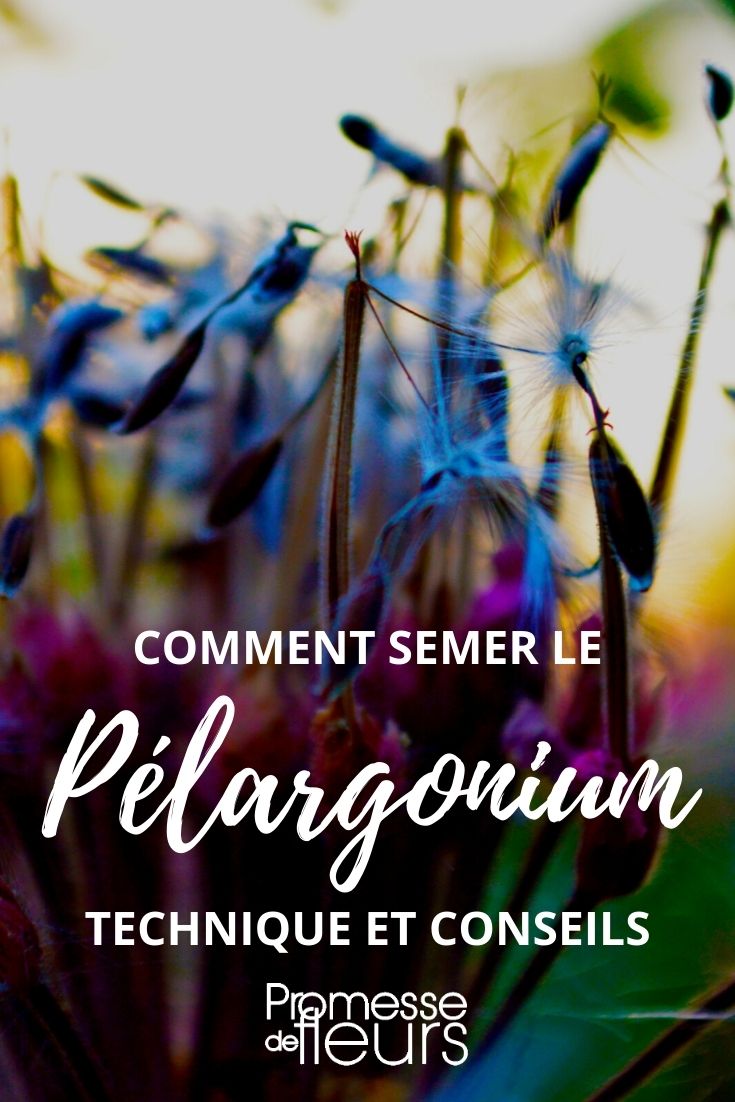 semer geranium des balcons