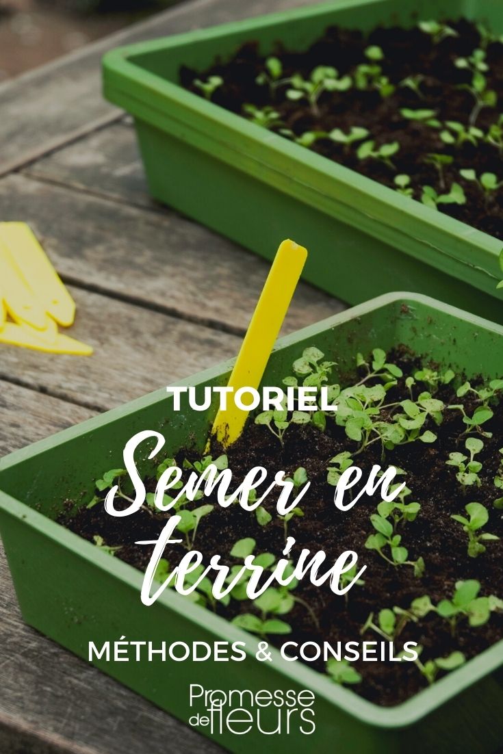 tutoriel semer en terrine