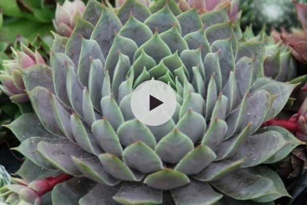 Les joubarbes ou Sempervivum