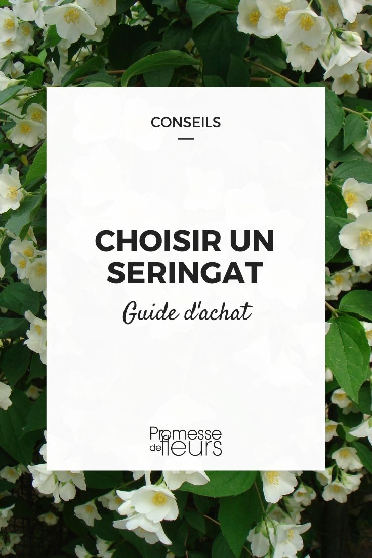 seringat, philadelphus, comment choisir ?