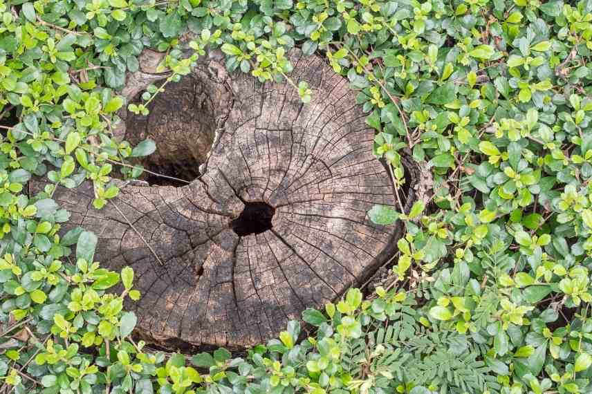 Comment se débarrasser d'une souche d'arbre