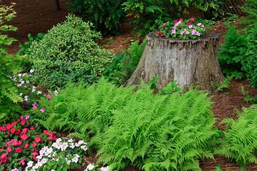 Comment se débarrasser d'une souche - Jardinier paresseux