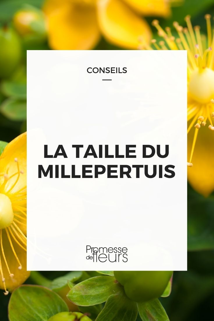 quand et comment tailler le millepertuis