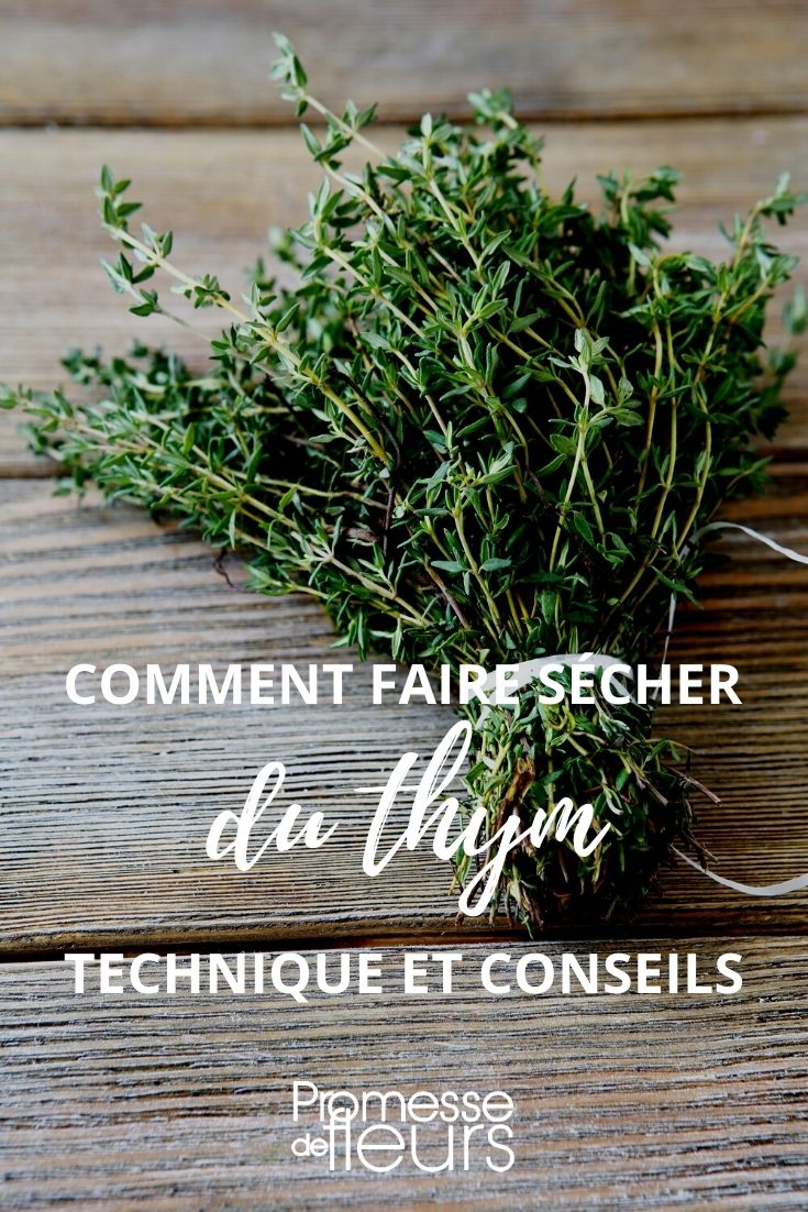 Comment faire sécher et bien conserver le thym ? - Promesse de Fleurs