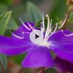 Le Tibouchina : un arbuste à la beauté indécente !