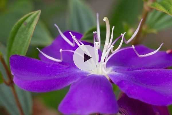 Le Tibouchina : un arbuste à la beauté indécente !