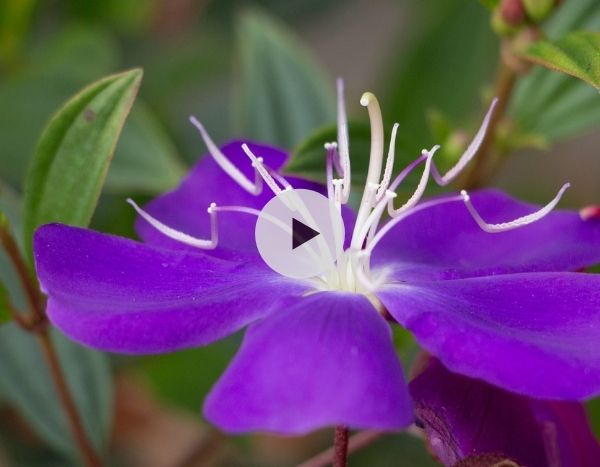 Le Tibouchina : un arbuste à la beauté indécente !