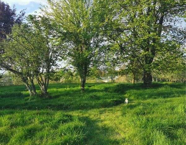 La tonte différenciée : un petit pas pour le jardinier, un grand pas pour la biodiversité