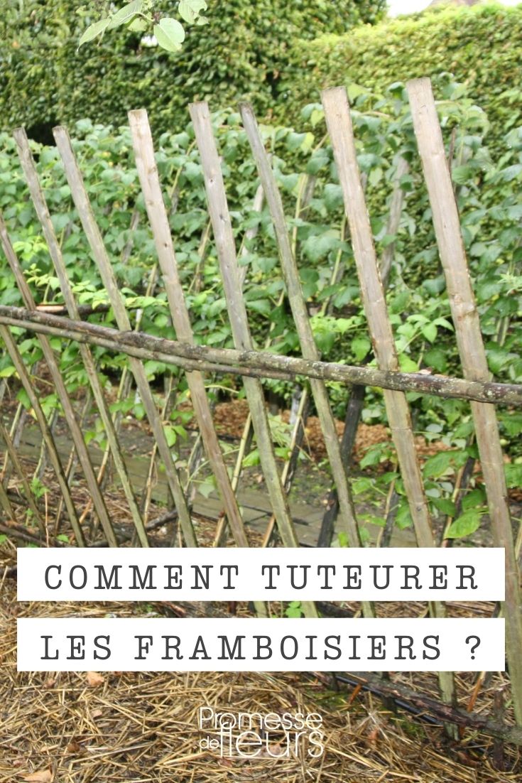 comment palisser les framboisiers