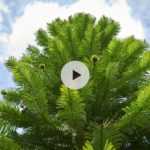 Wollemia nobilis : une plante d'exception