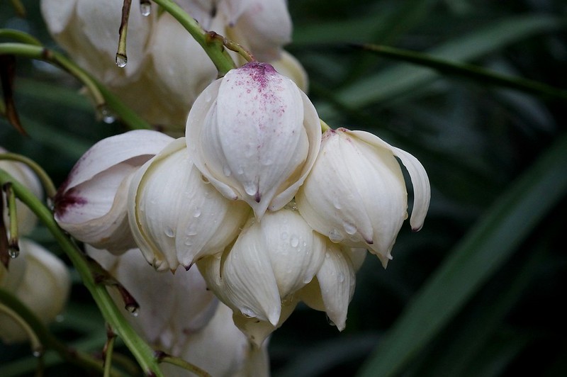 yucca