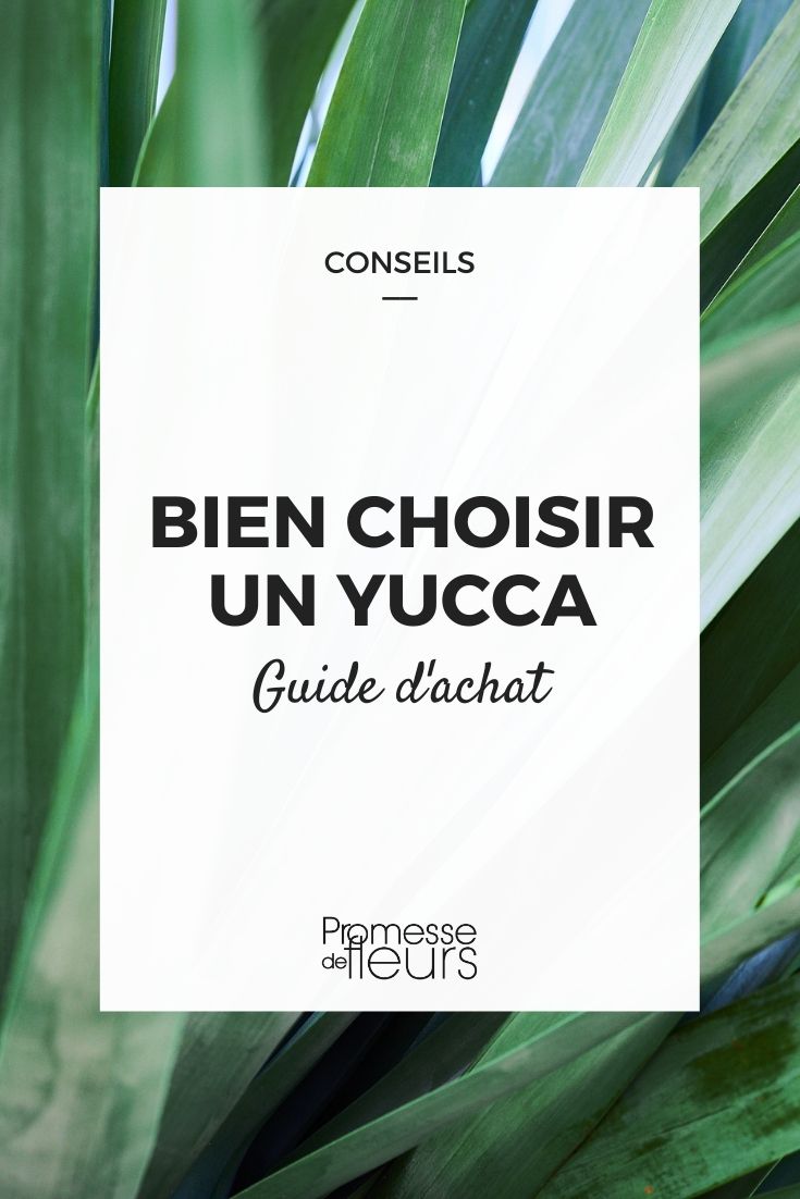 yucca choisir