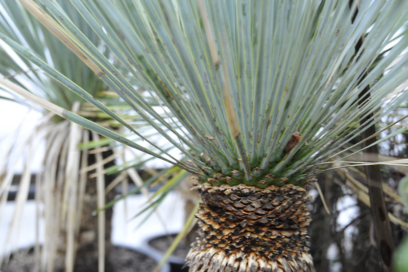 yucca rostrata