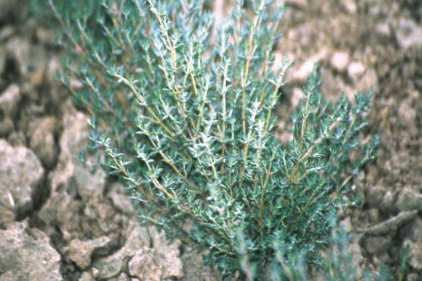 Le Thym de Provence, une variété parfaite à cultiver en pot