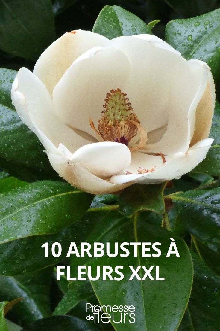 10 arbustes à grosses fleurs