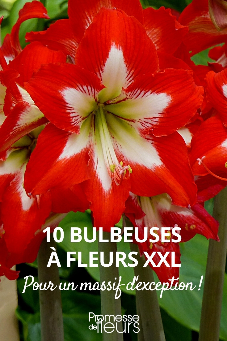 Plantes bulbeuses à fleurs géantes - Promesse de Fleurs