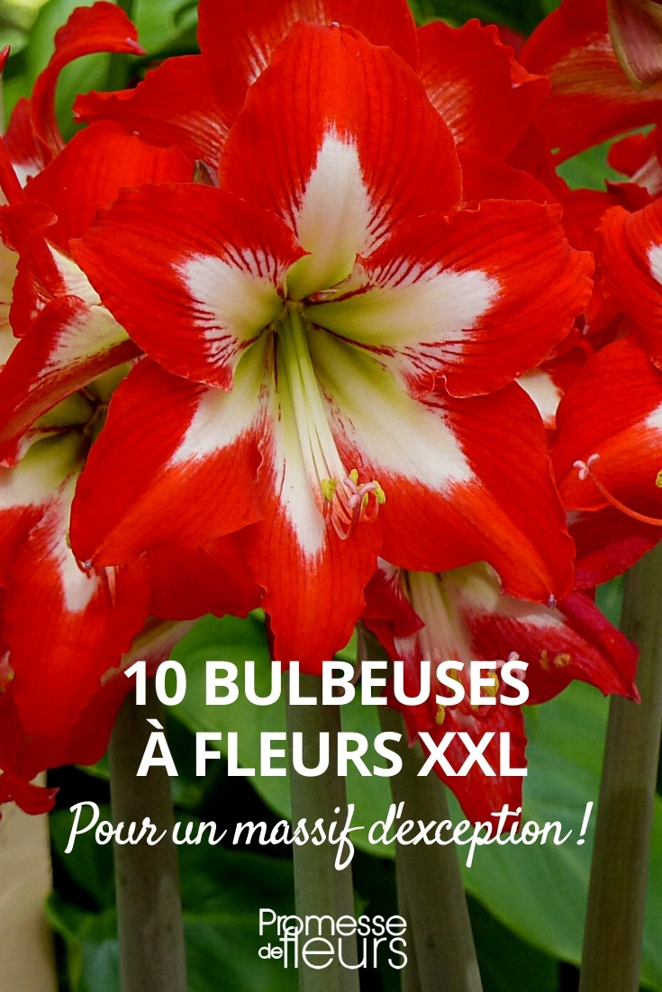 Bulbes à Fleurs, Achat Bulbes à Fleurs En Ligne