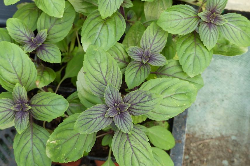 Vous pouvez planter votre basilic en pot jusqu’à la fin de l’été