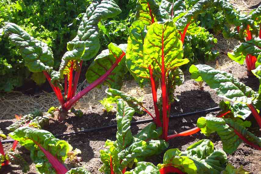 Au jardin, la rhubarbe peut devenir un insecticide puissant