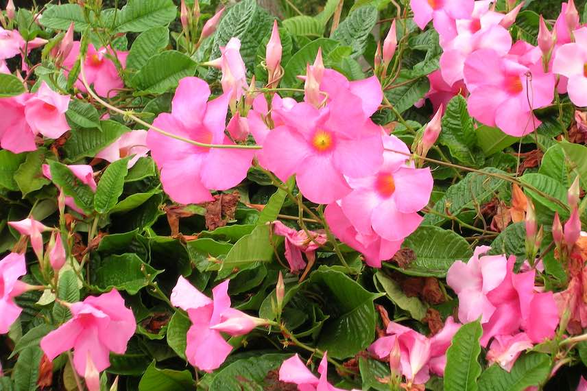 Une taille régulière rendra votre dipladénia plus florifère