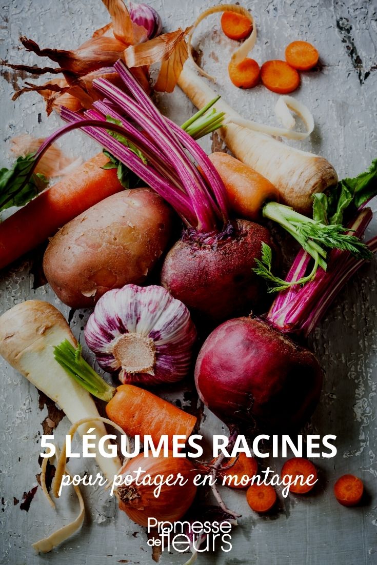 légumes racines pour potager en montagne