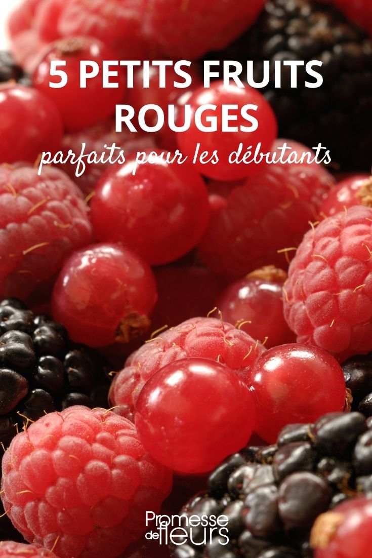 5 petits fruits rouges