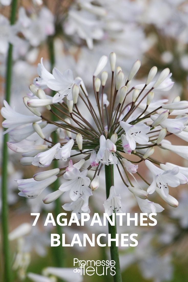 agapanthe blanche