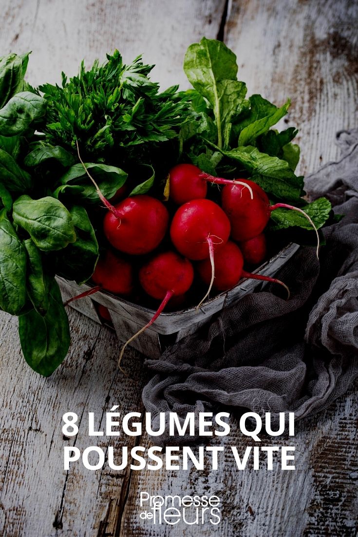 légumes à croissance rapide