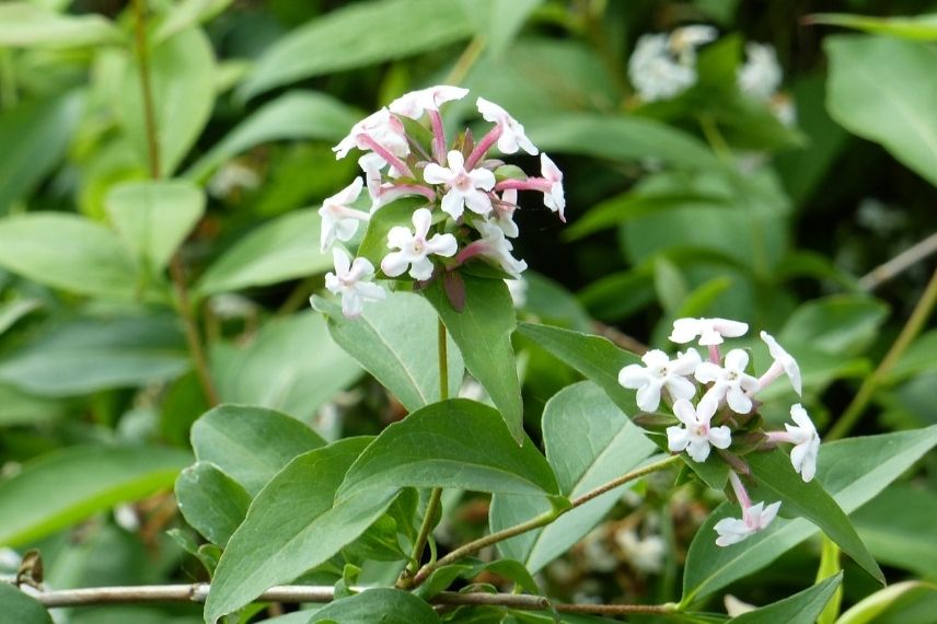 Abelia parfumé, arbuste parfumé, fleur parfumée