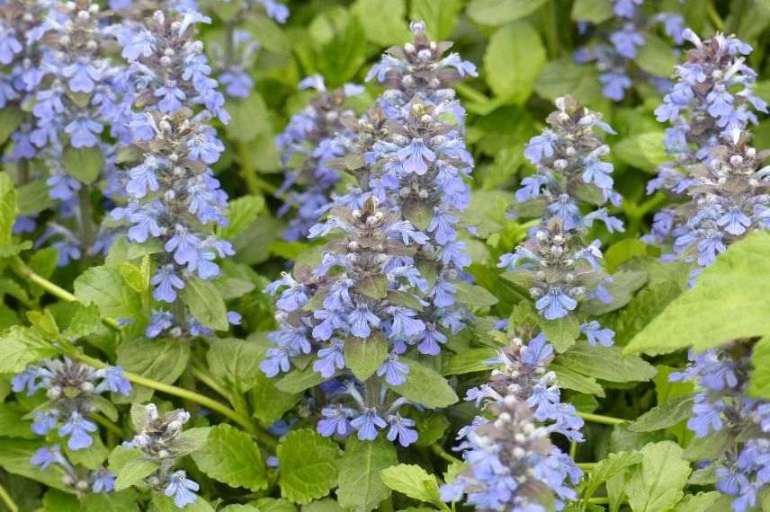 bugle rampant, vivace rampante pour muret à l'ombre