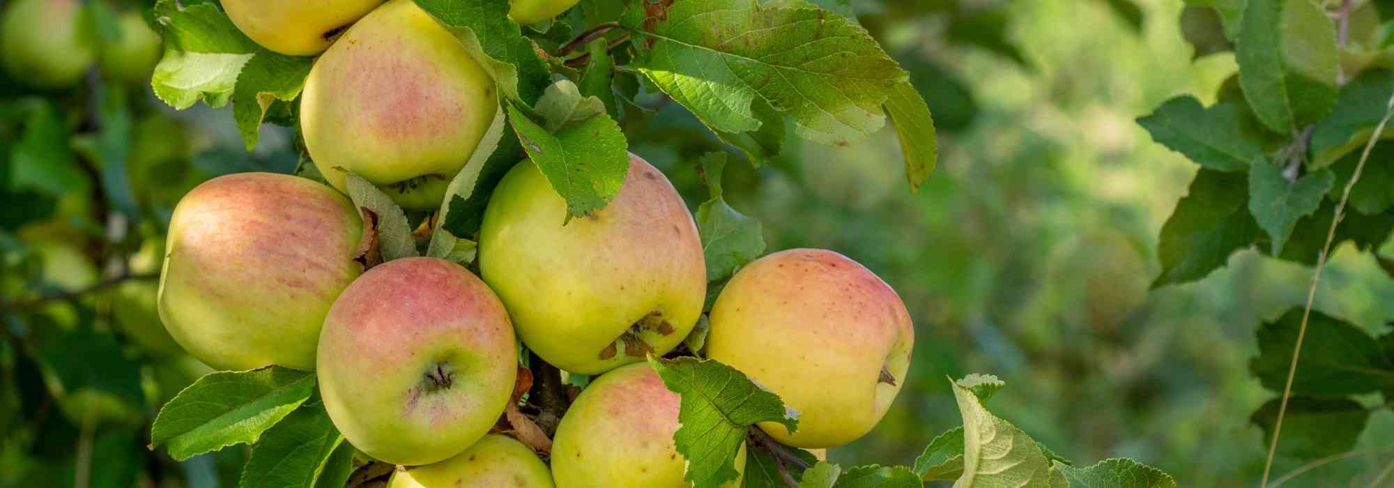 Qu'est-ce que l'alternance chez les arbres fruitiers ?