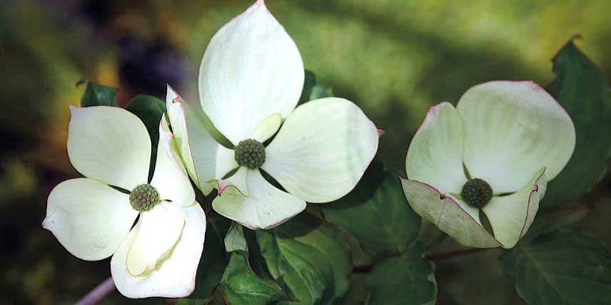 La floraison du Cornouiller Cornus kousa Venus