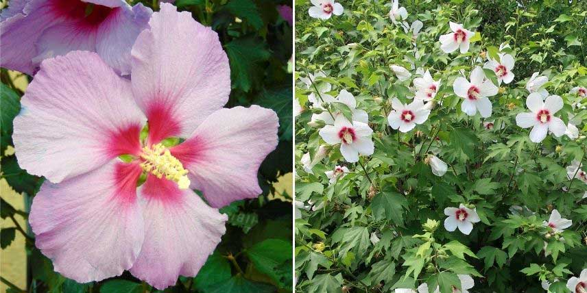 La floraison des Hibiscus Rose Moon et Lohengrin