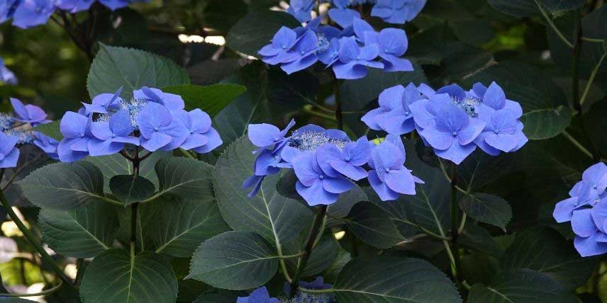 La floraison de l'Hortensia Blaumeise