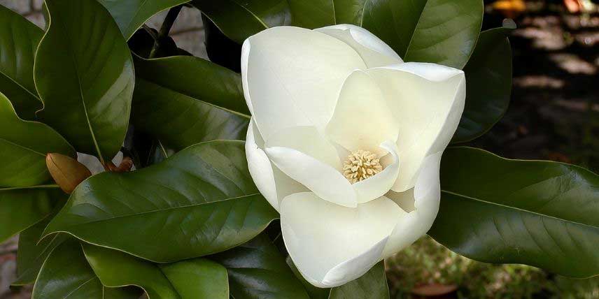 La floraison du Magnolia grandiflora