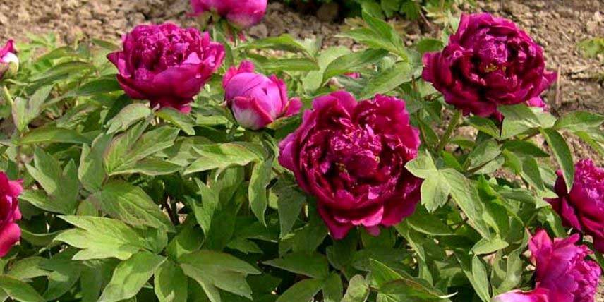 Les grandes fleurs d'une pivoine