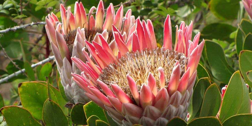 La floraison de la Protée royale, Protea cynaroides