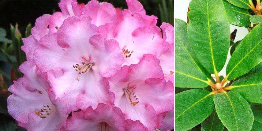 Les fleurs et feuilles du rhododendron Lem's Monarch