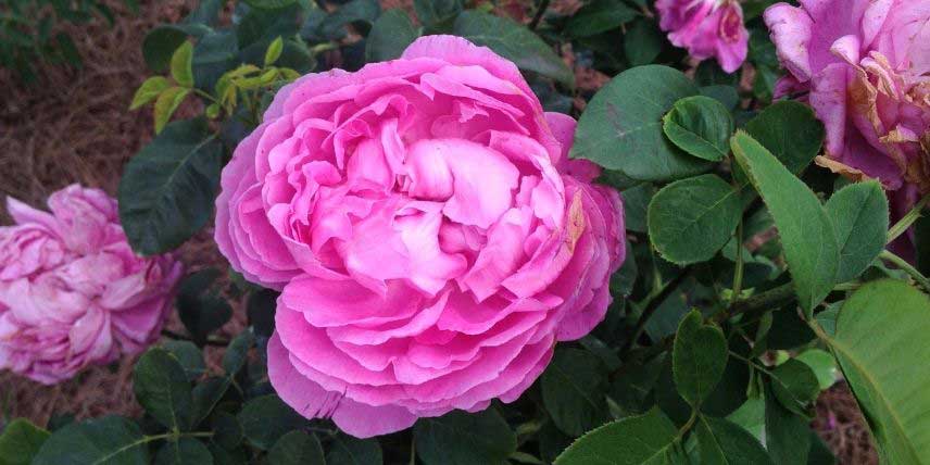 La floraison du rosier Paul Neyron