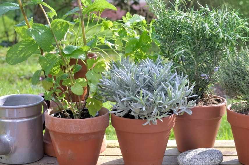 coriandre pot, jardiniere, balcon, terrasse, cultiver, faire pousser