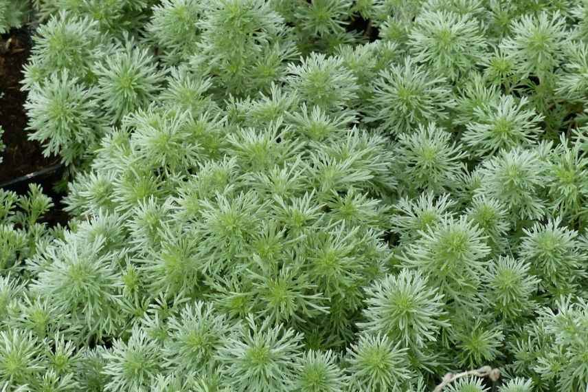 armoise, vivace feuillage argenté pour muret au soleil